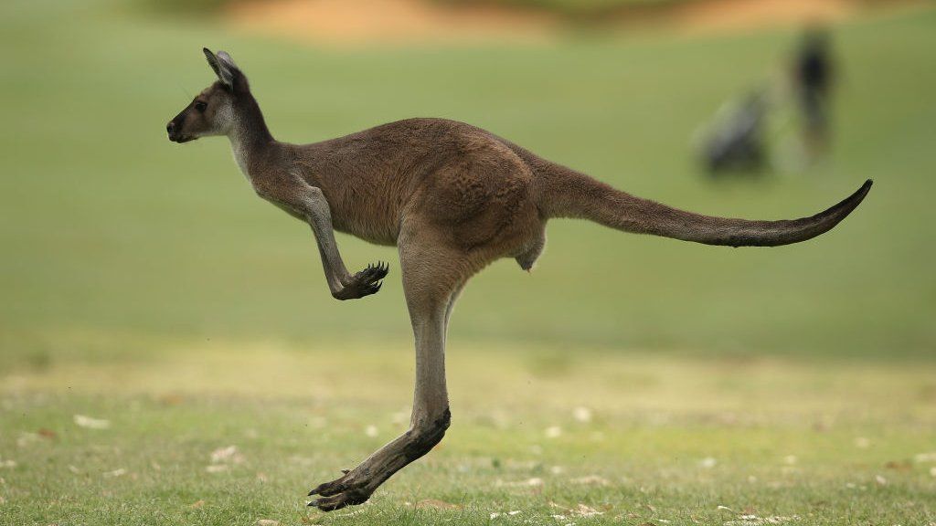 kangaroo