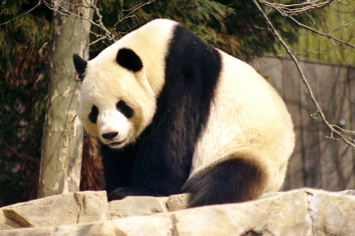 panda