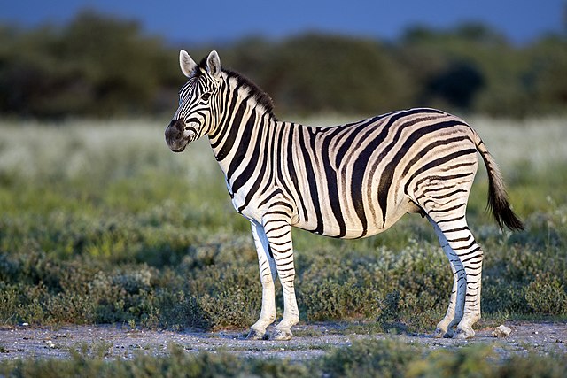 zebra